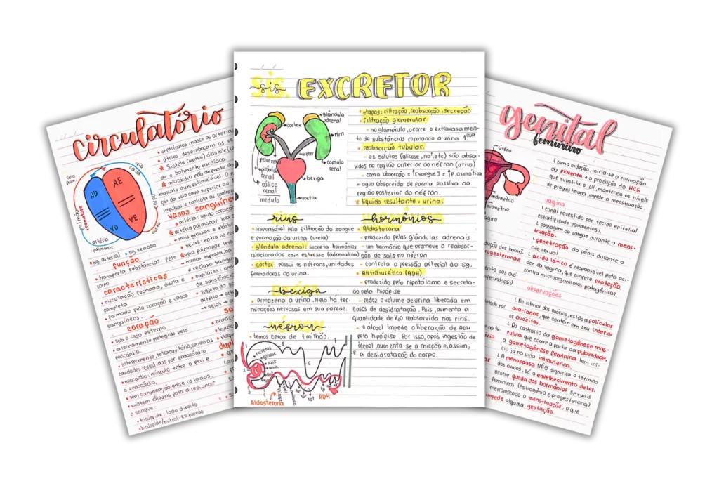 Resumos de Biologia ENEM 2025